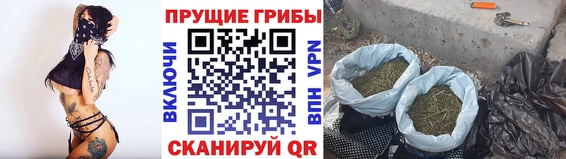 Купить  Новосокольники  Псилоцибиновые грибы MAGIC MUSHROOMS 